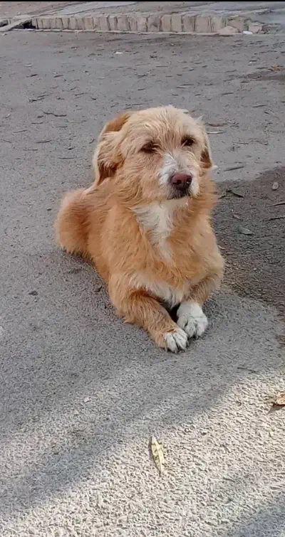 سگ شیتزو|سگ|بجنورد, |دیوار