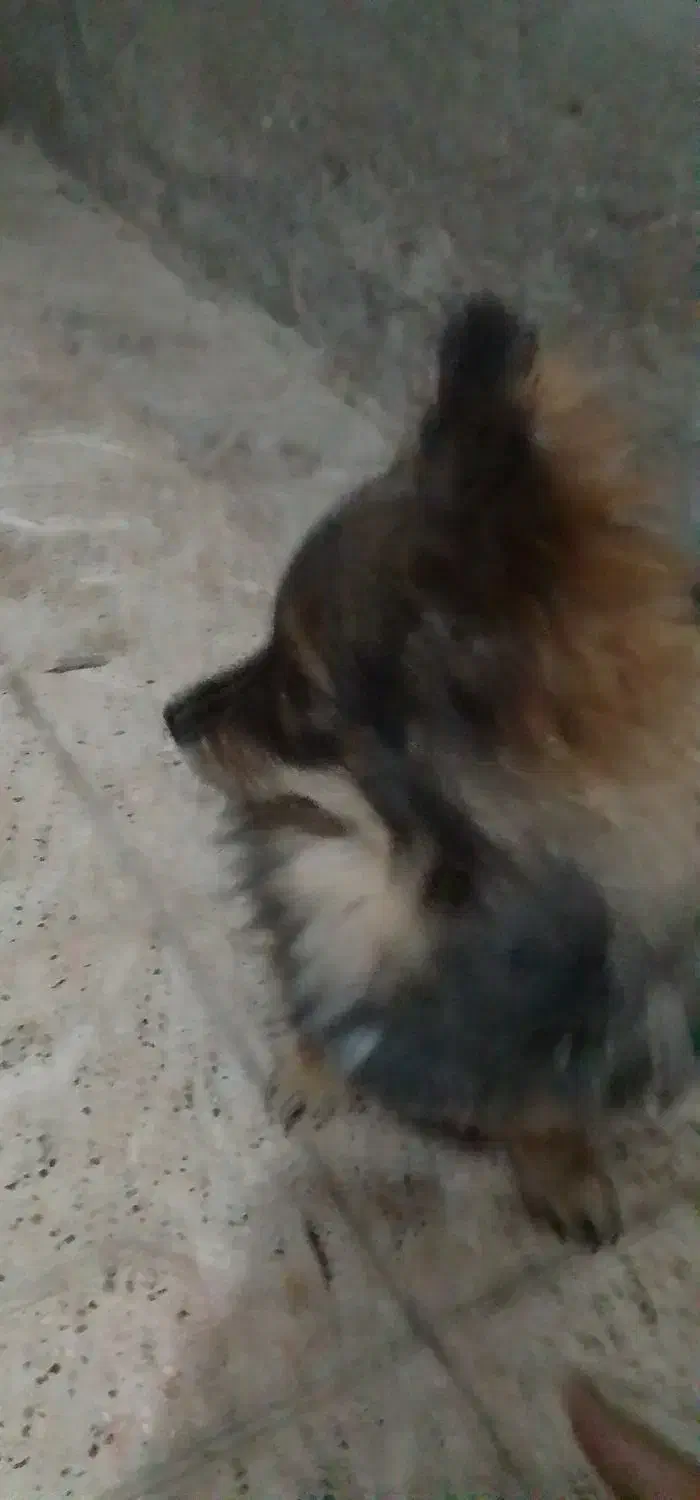 سگ پامرین|سگ|مشهد, انقلاب|دیوار