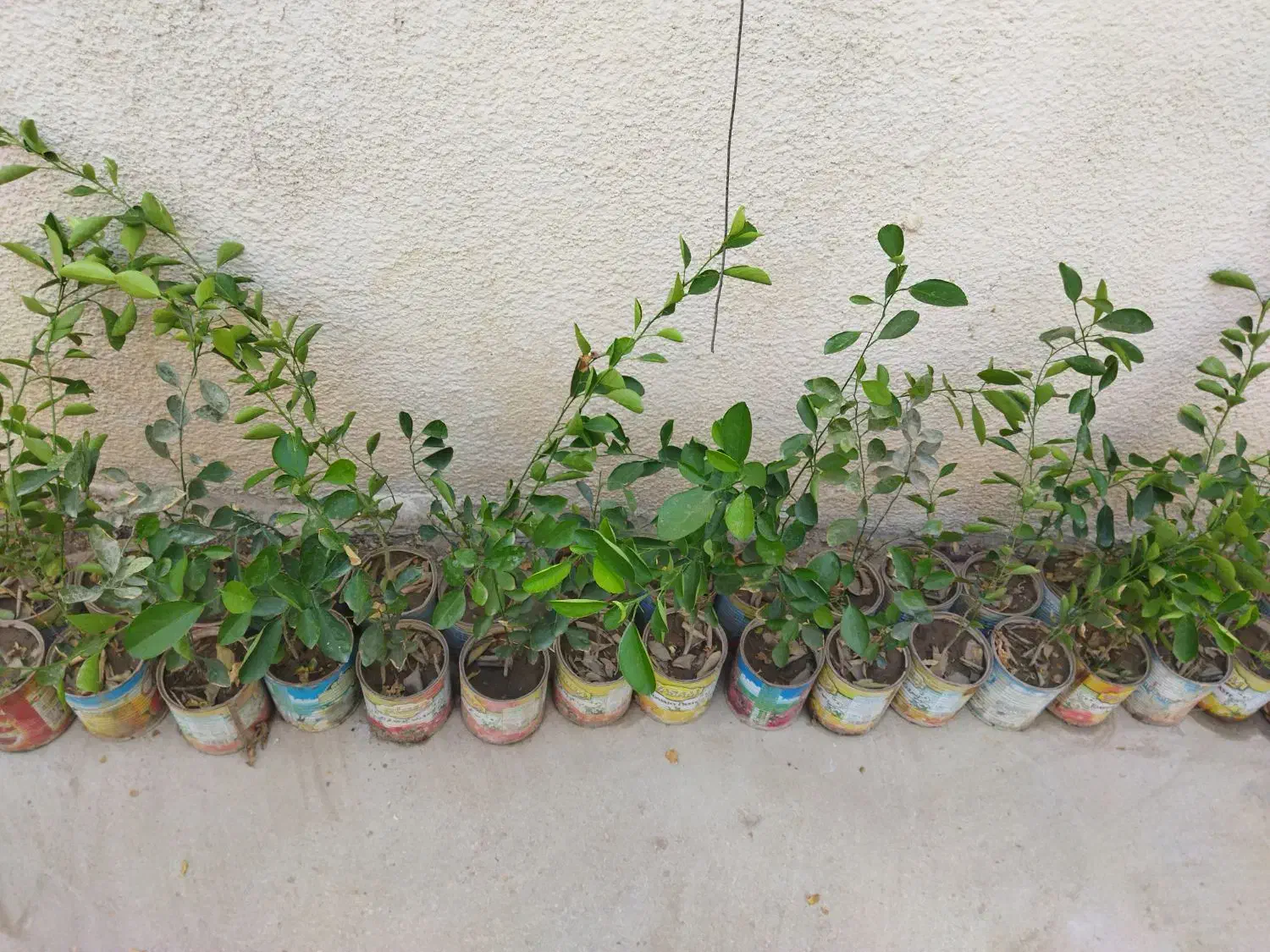 نهال لیمو ترش|گل و گیاه طبیعی|برازجان, |دیوار