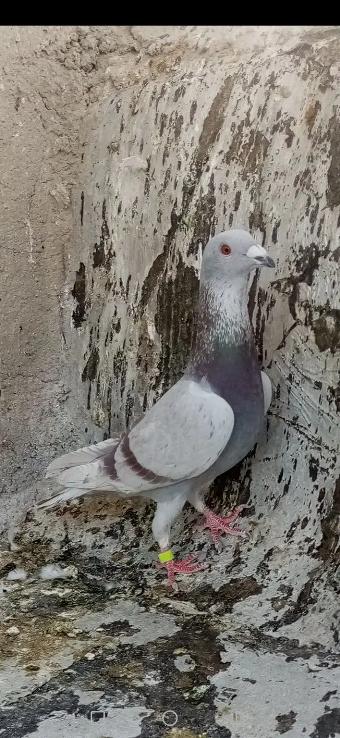 قوره ای نر|پرنده|شیراز, مسلم|دیوار