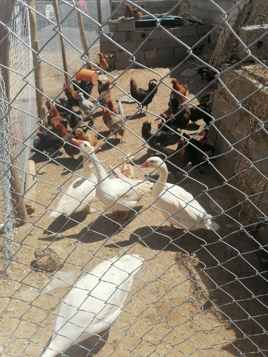 فروش غازهای سفید درشت و مرغ های یکساله|حیوانات مزرعه|شیدا, |دیوار