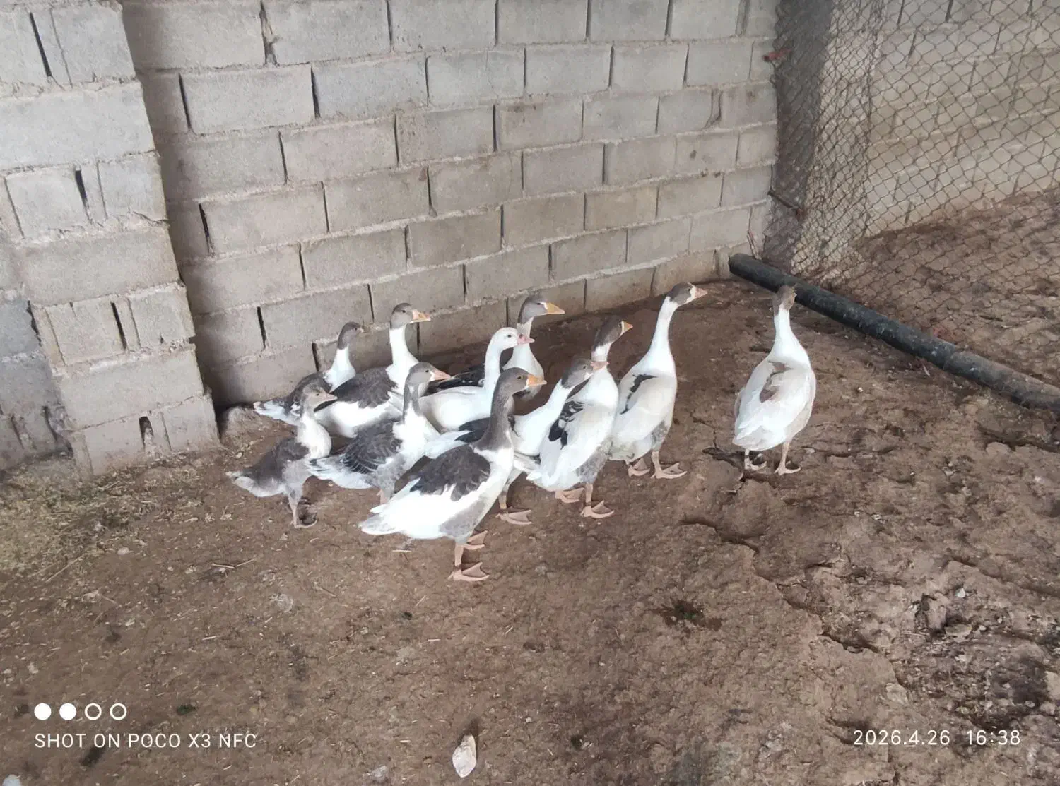 غاز|حیوانات مزرعه|خرم‌آباد, |دیوار