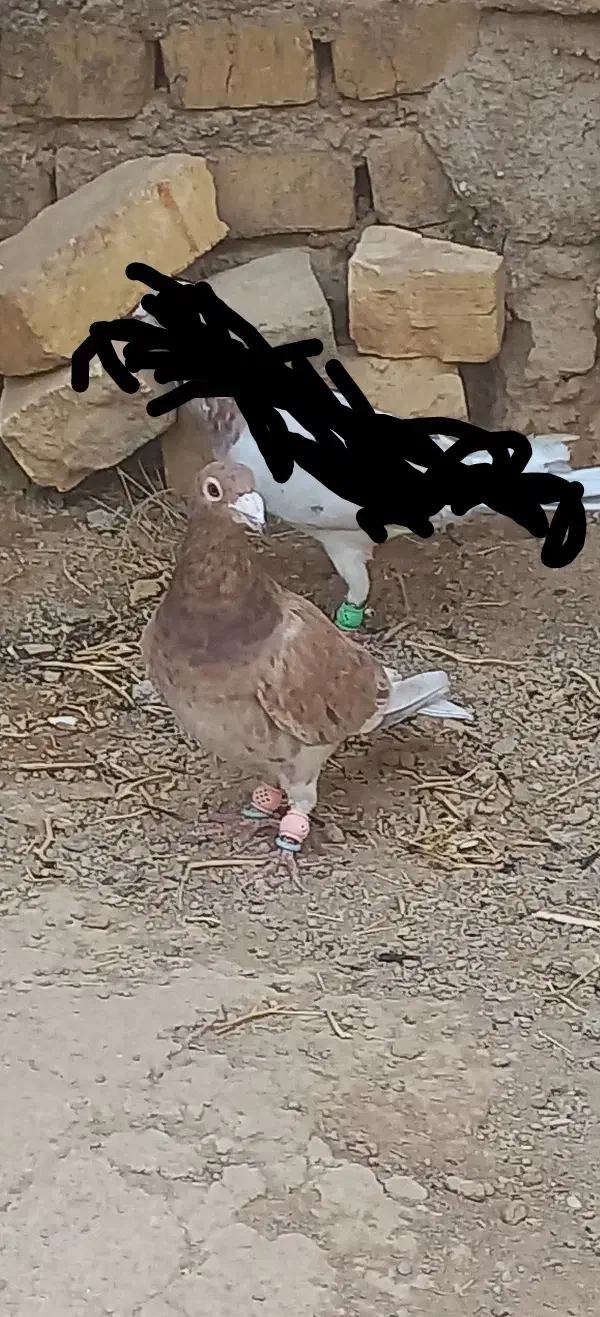 کبوتر|پرنده|اسفرورین, |دیوار