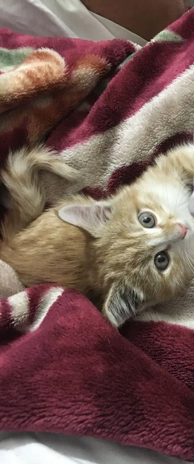 واگذاری گربه DSH|گربه|زنجان, |دیوار