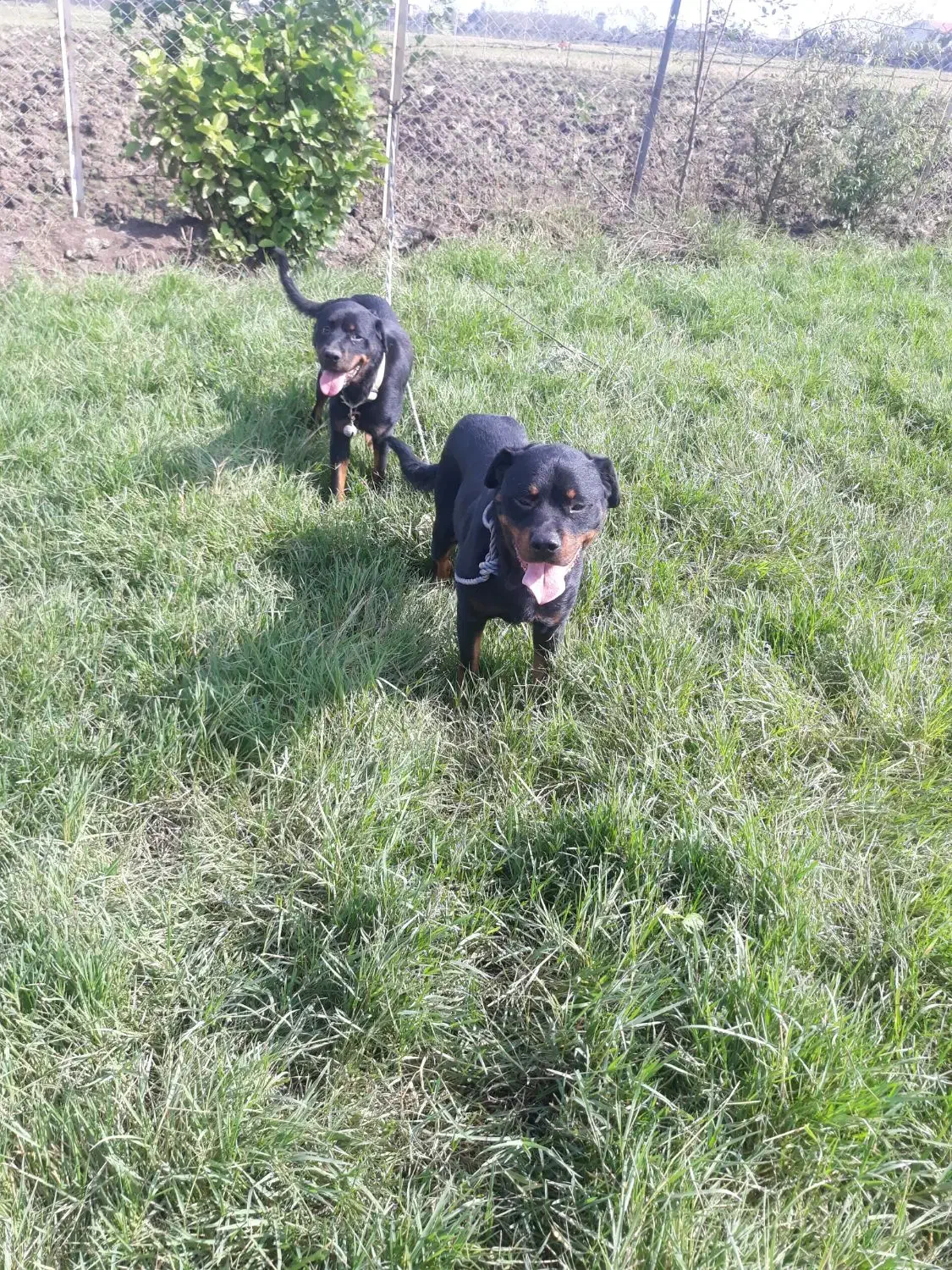 روتوایلر نرو ماده|سگ|تالش, جوکندان|دیوار