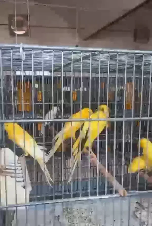 قناری رسمی بلند تعداد بالا|پرنده|قم, هنرستان|دیوار