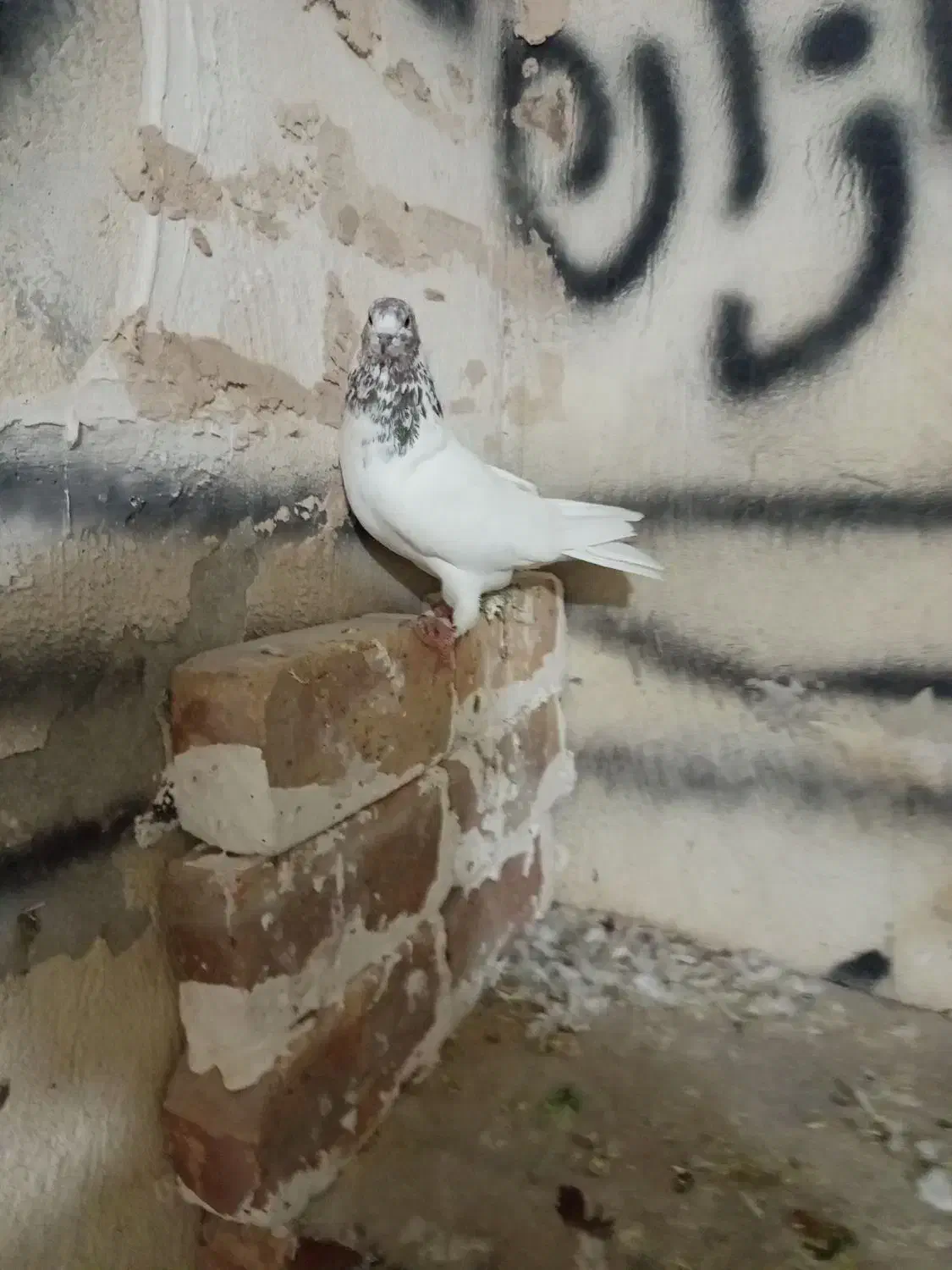 کبوتر|پرنده|نوشین شهر, |دیوار