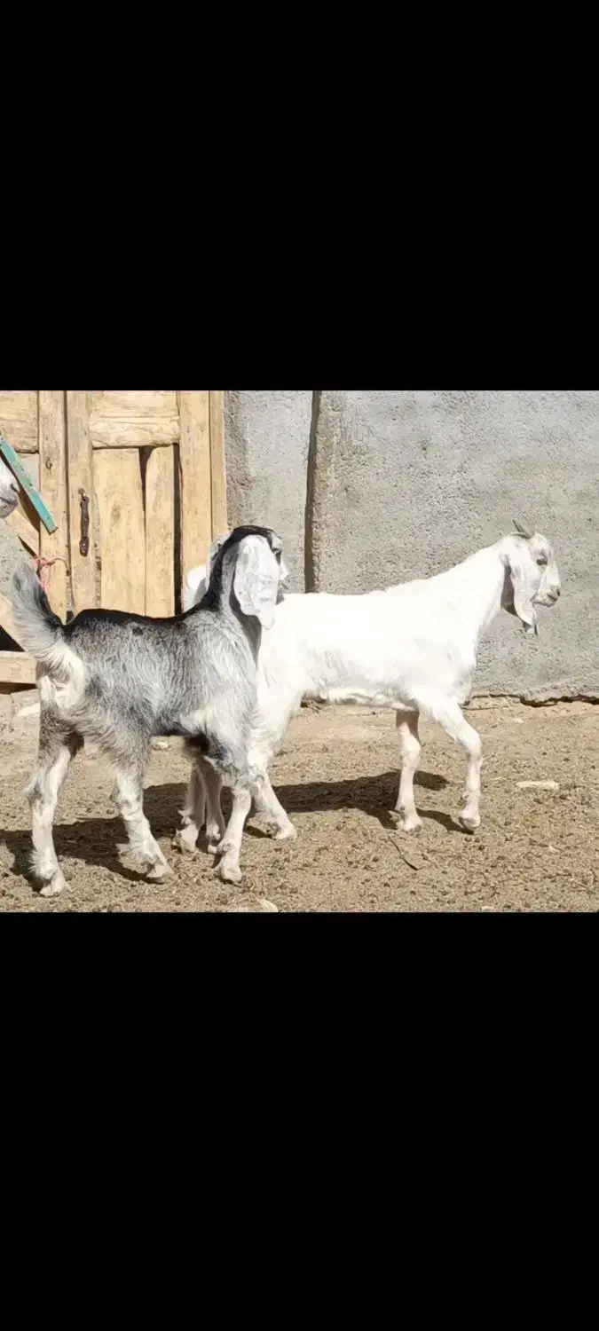 شاه بزسانن زاییده جوان3کیلوشیرچندقلوزاجنس بالایه|حیوانات مزرعه|کاشمر, |دیوار