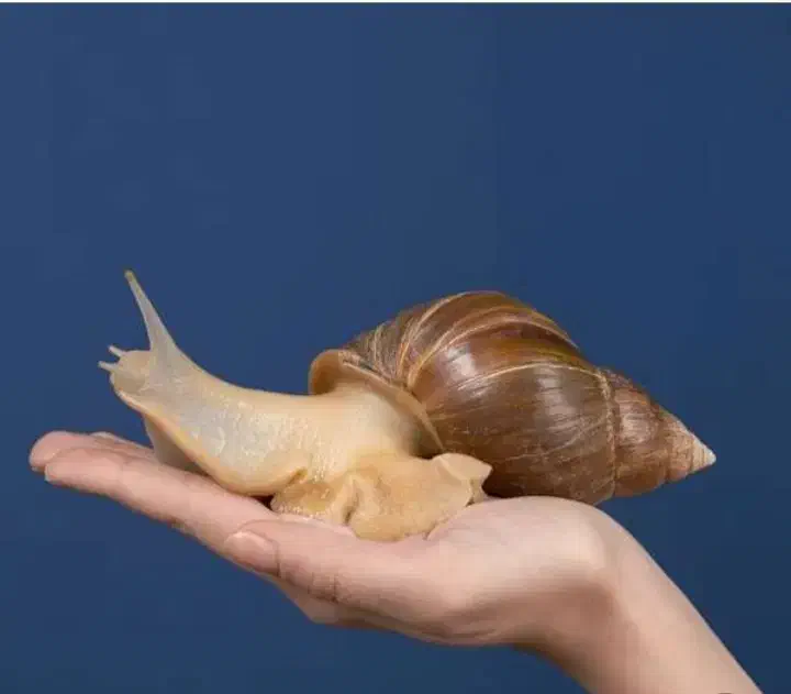 حلزون|خزنده|اصفهان, بهارستان|دیوار