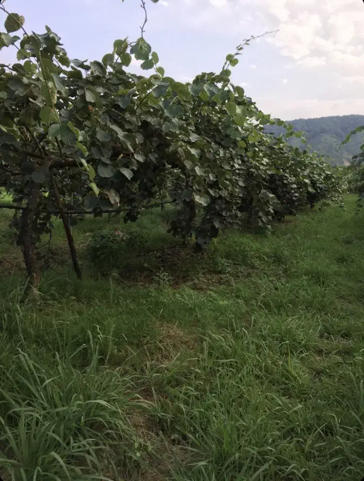 زمین ۲۷۱۳ باغ کیوی|فروش زمین و ملک کلنگی|تنکابن, |دیوار