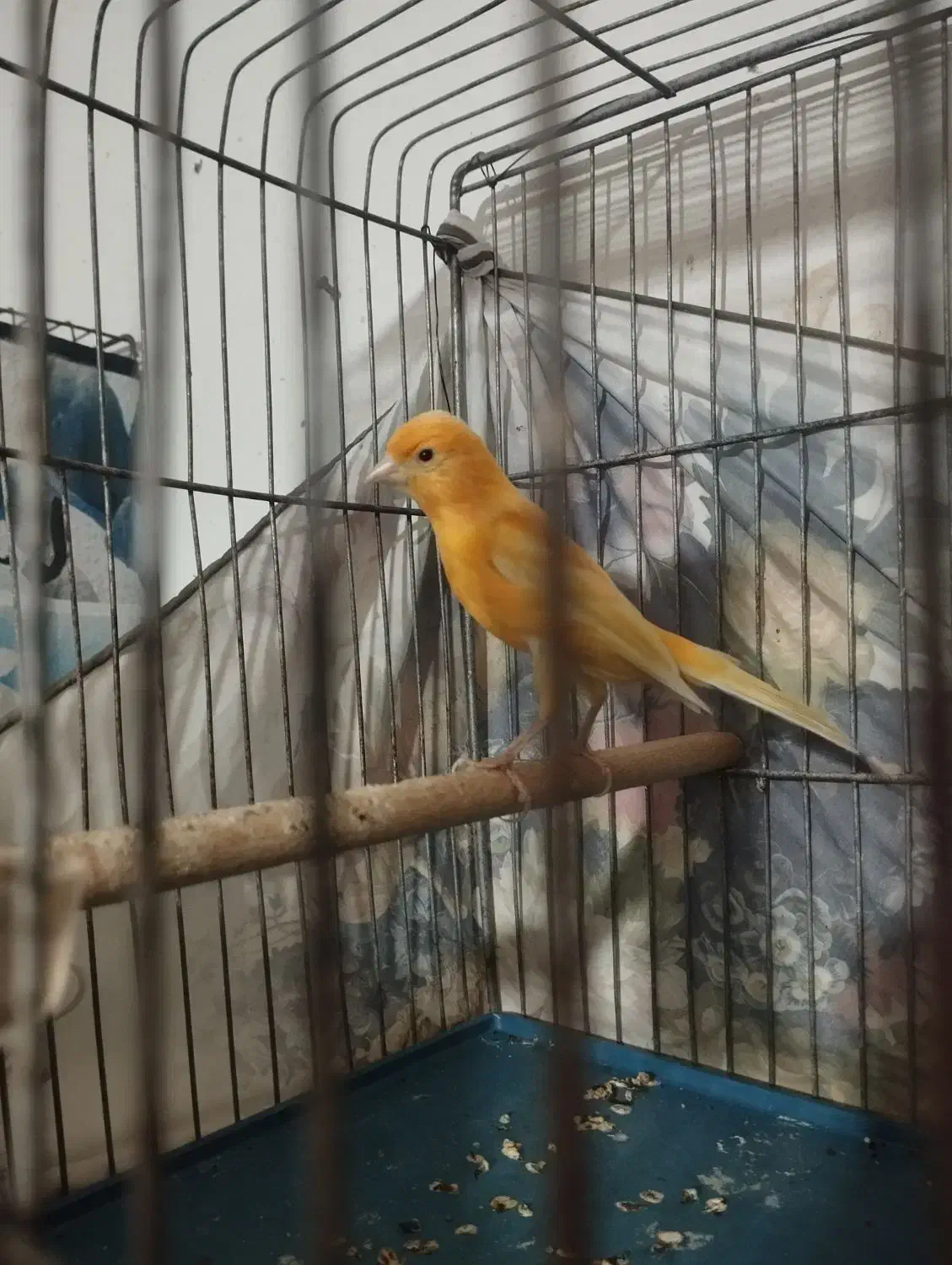 جفت مولد|پرنده|فسا, |دیوار