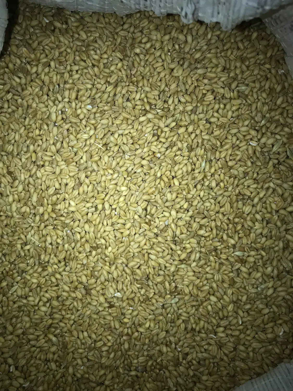 بذر گندم|گل و گیاه طبیعی|کلاله, |دیوار