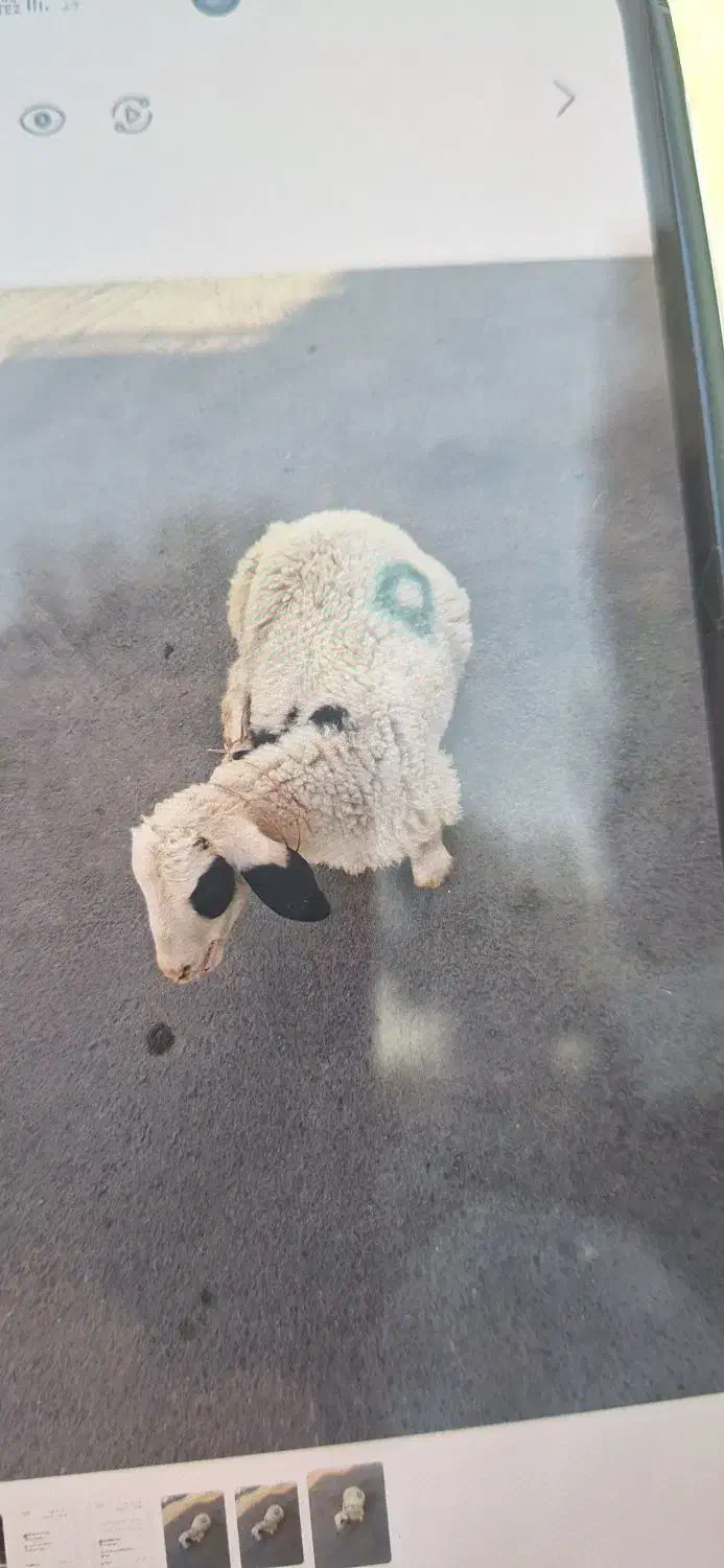 گوسفند فروشی دراسلام شهر ۲۴ساعته|حیوانات مزرعه|اسلامشهر, شهرک قائمیه|دیوار