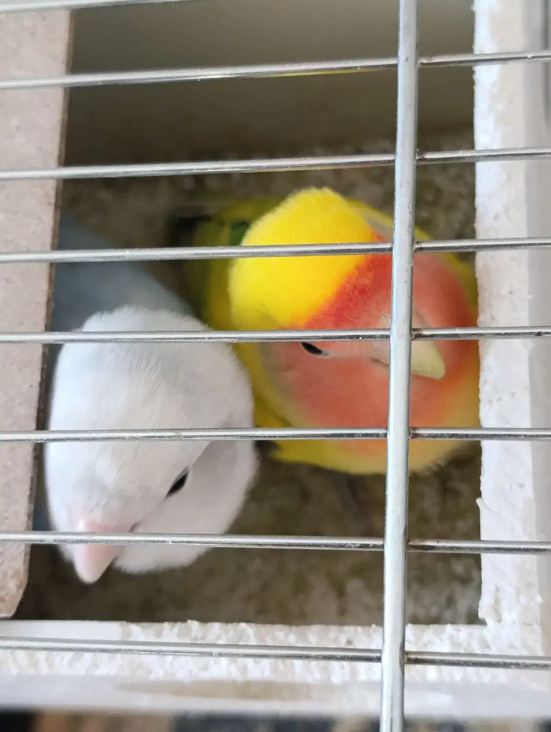 کوتوله برزیلی|پرنده|شیراز, داریون|دیوار