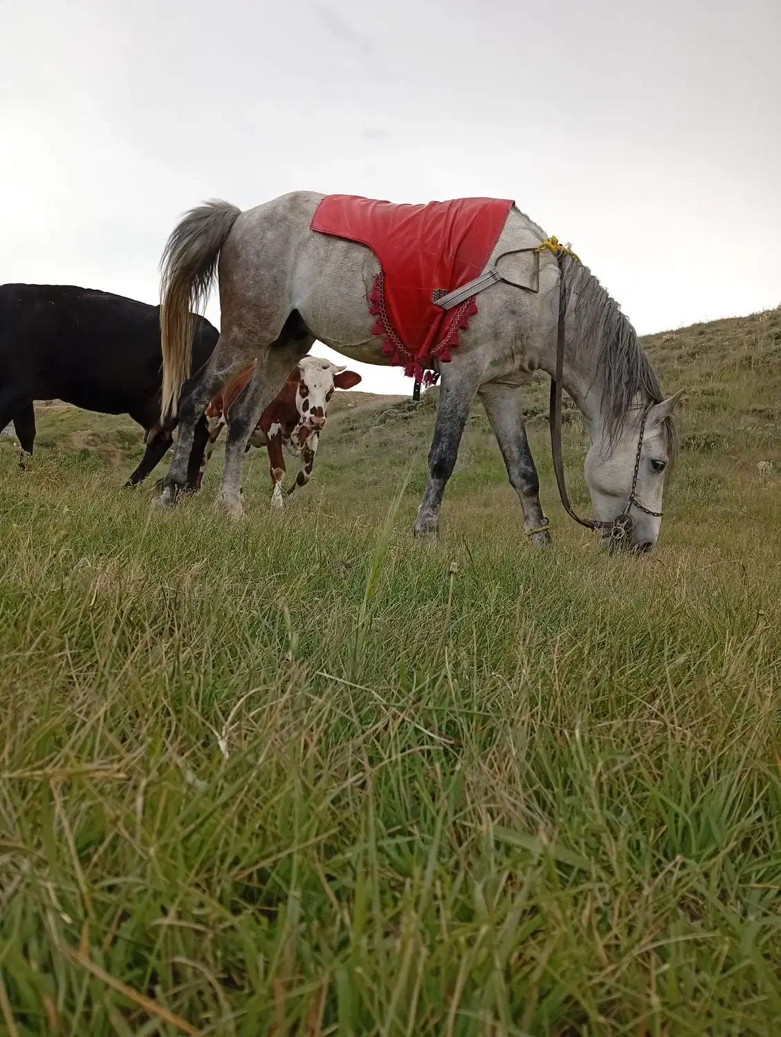 اسب کرد بسیار آرومو سواری دار|اسب و تجهیزات اسب‌سواری|ورزقان, |دیوار