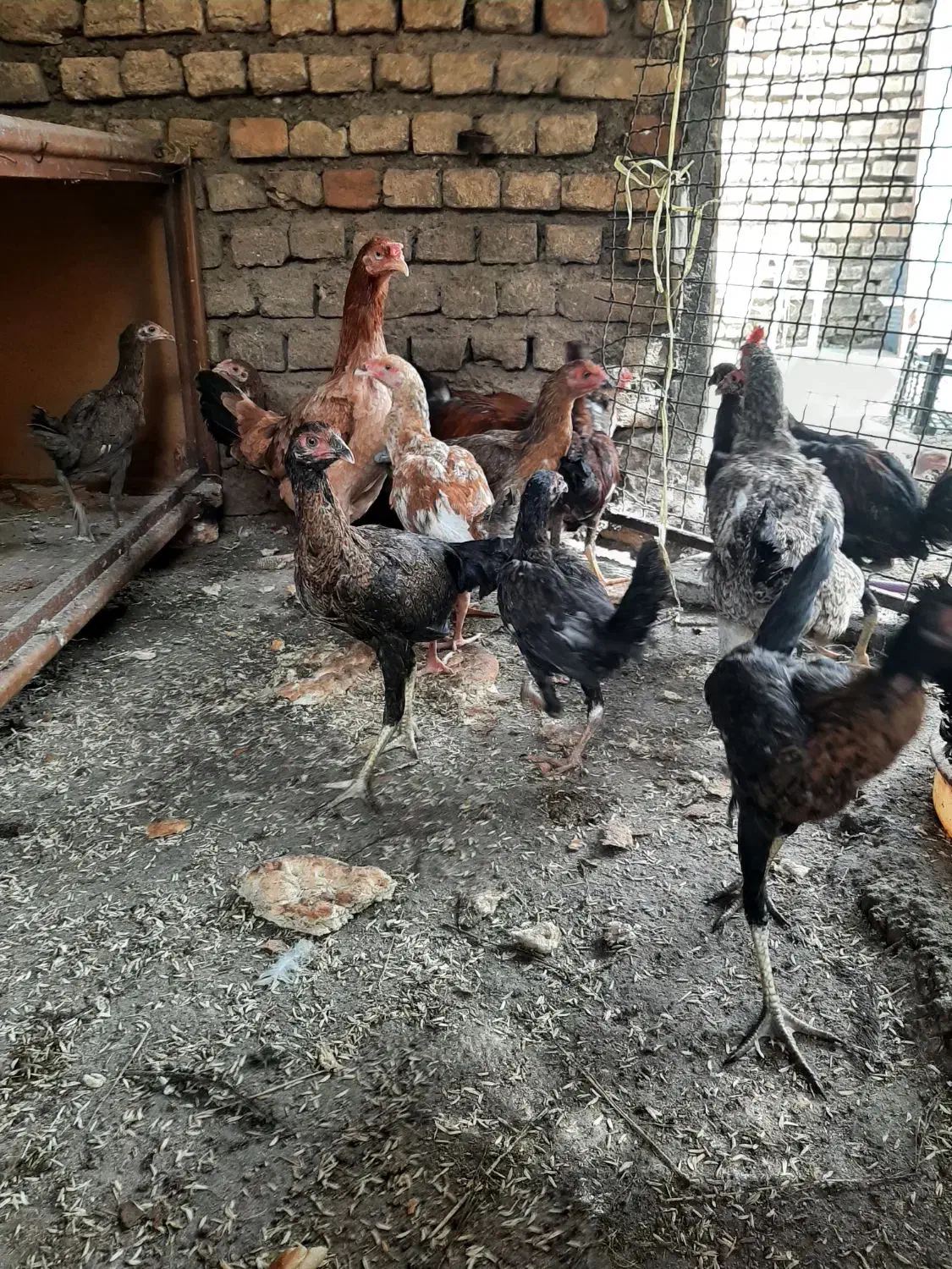 جوجه تشنومحلی|حیوانات مزرعه|سنگدوین, |دیوار