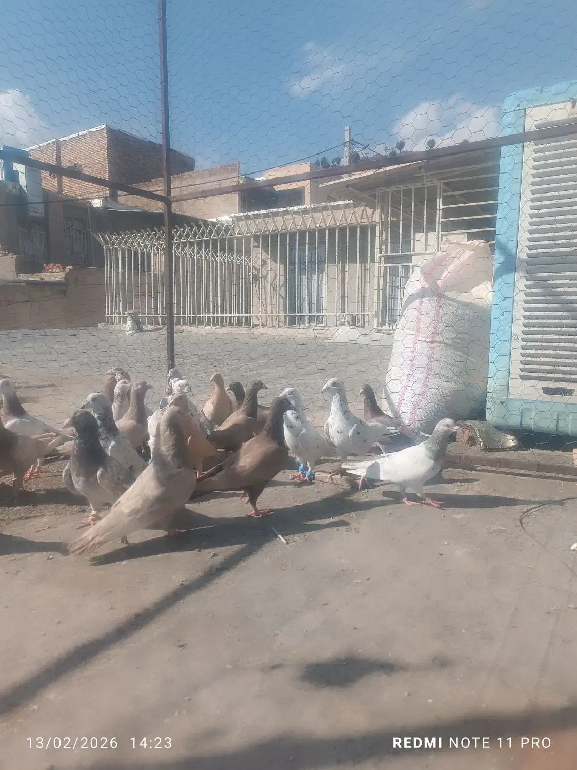 کبوتر|پرنده|کنگاور, |دیوار