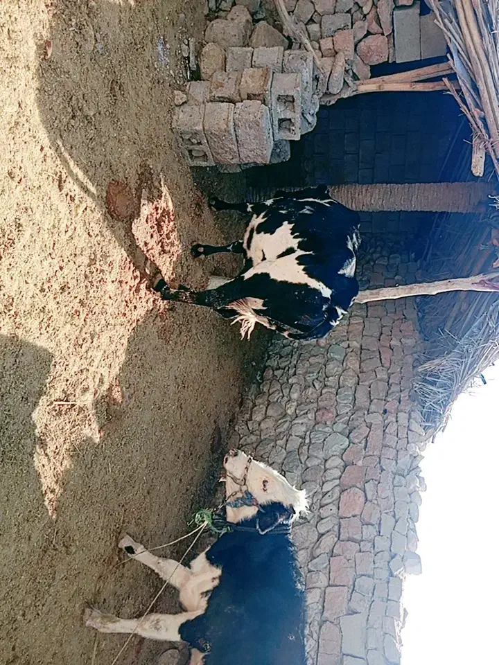 فروش گاو محلی|حیوانات مزرعه|افزر, |دیوار