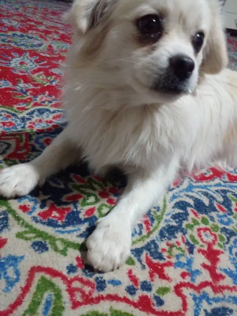 سگ پامر اشپیتز|سگ|کرمان, |دیوار