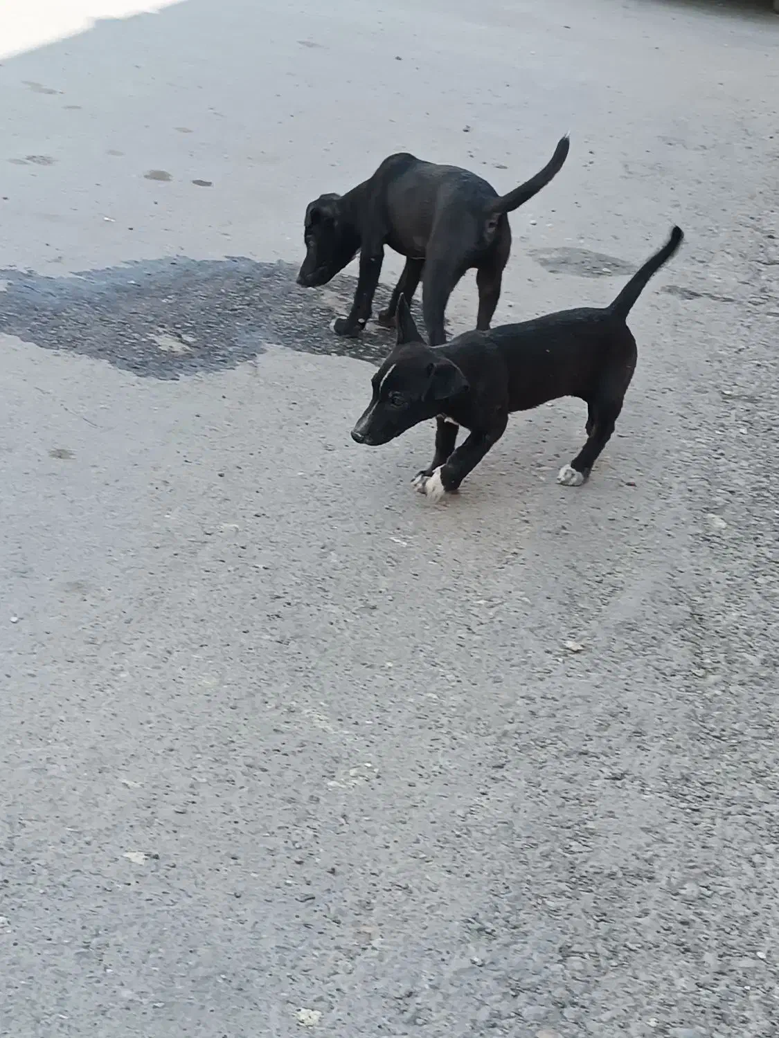 سک پا کوتا|سگ|زابل, |دیوار