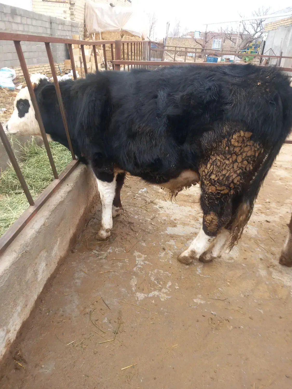 گوساله نر9ماهه|حیوانات مزرعه|قیدار, |دیوار