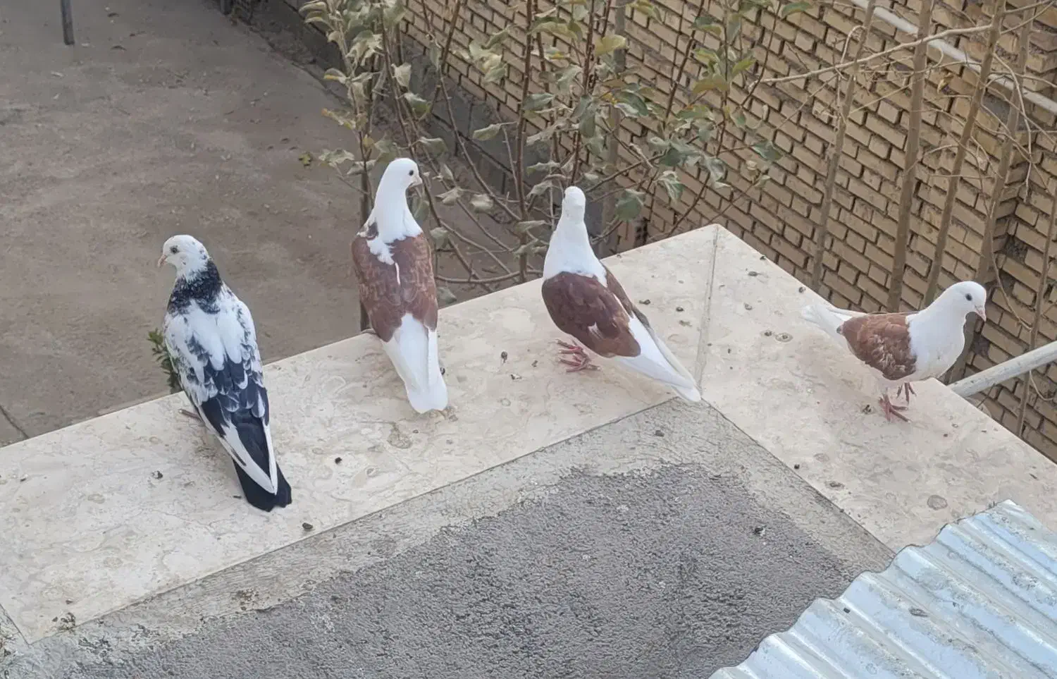 دوکت قاب معاوضه با طوق هفت رنگ|پرنده|بروجن, |دیوار