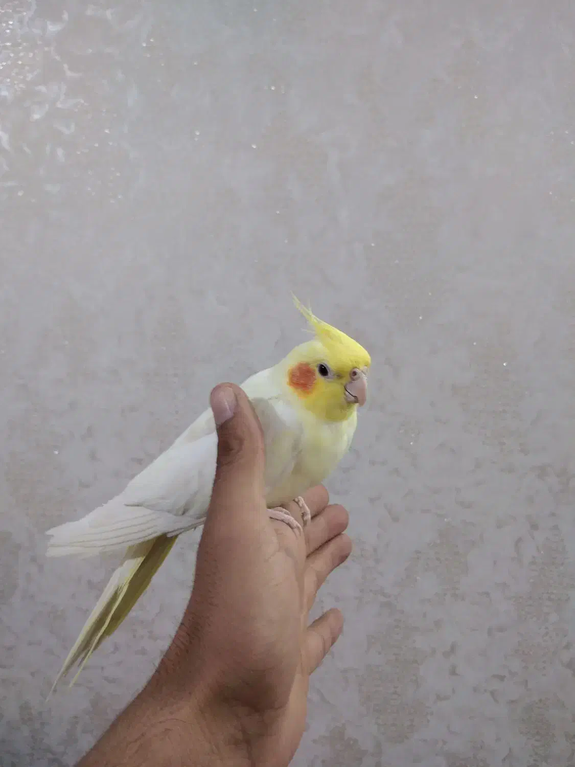 عروس هلندی|پرنده|سبزوار, هویزه|دیوار