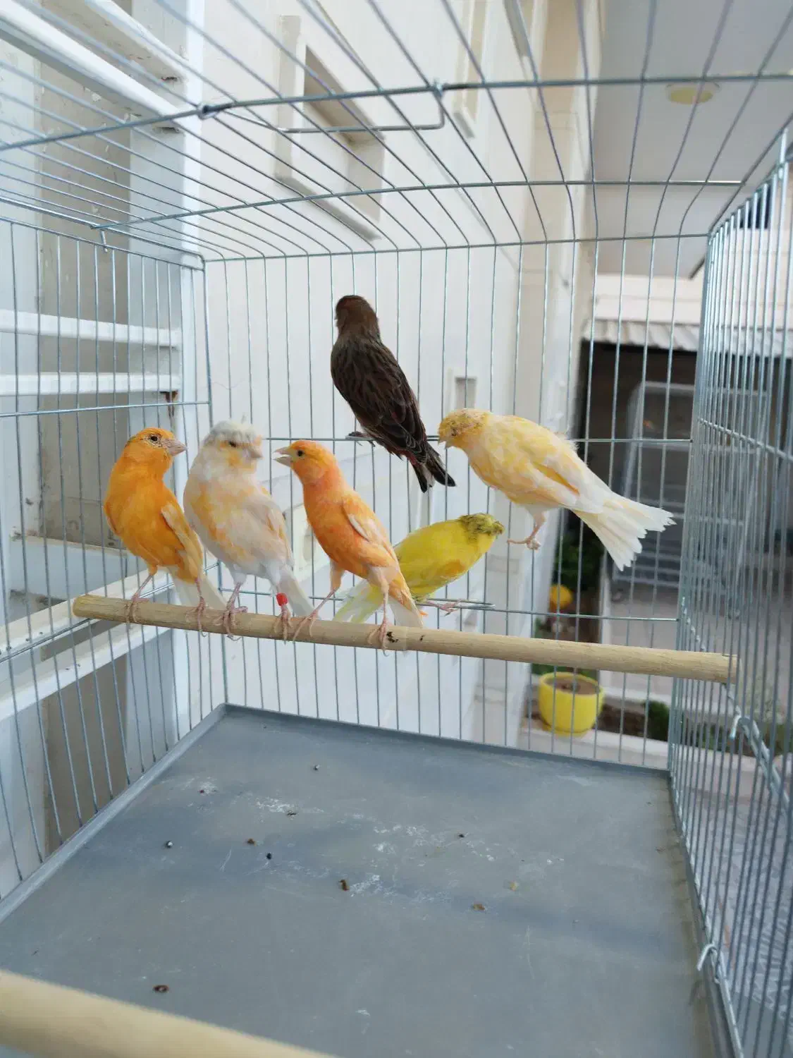 قناری نر و ماده مولد،اماده آماده|پرنده|آباده, |دیوار