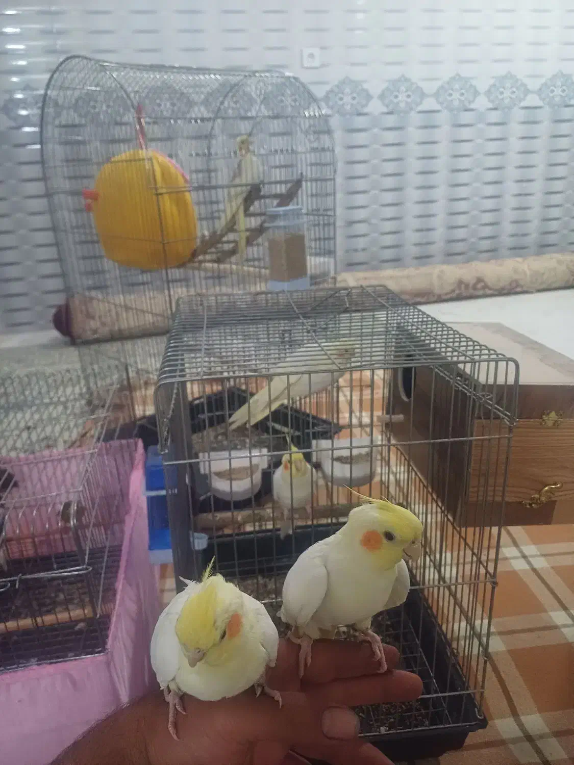 عروس هلندی جفت سخنگو و جوجه|پرنده|ملایر, |دیوار