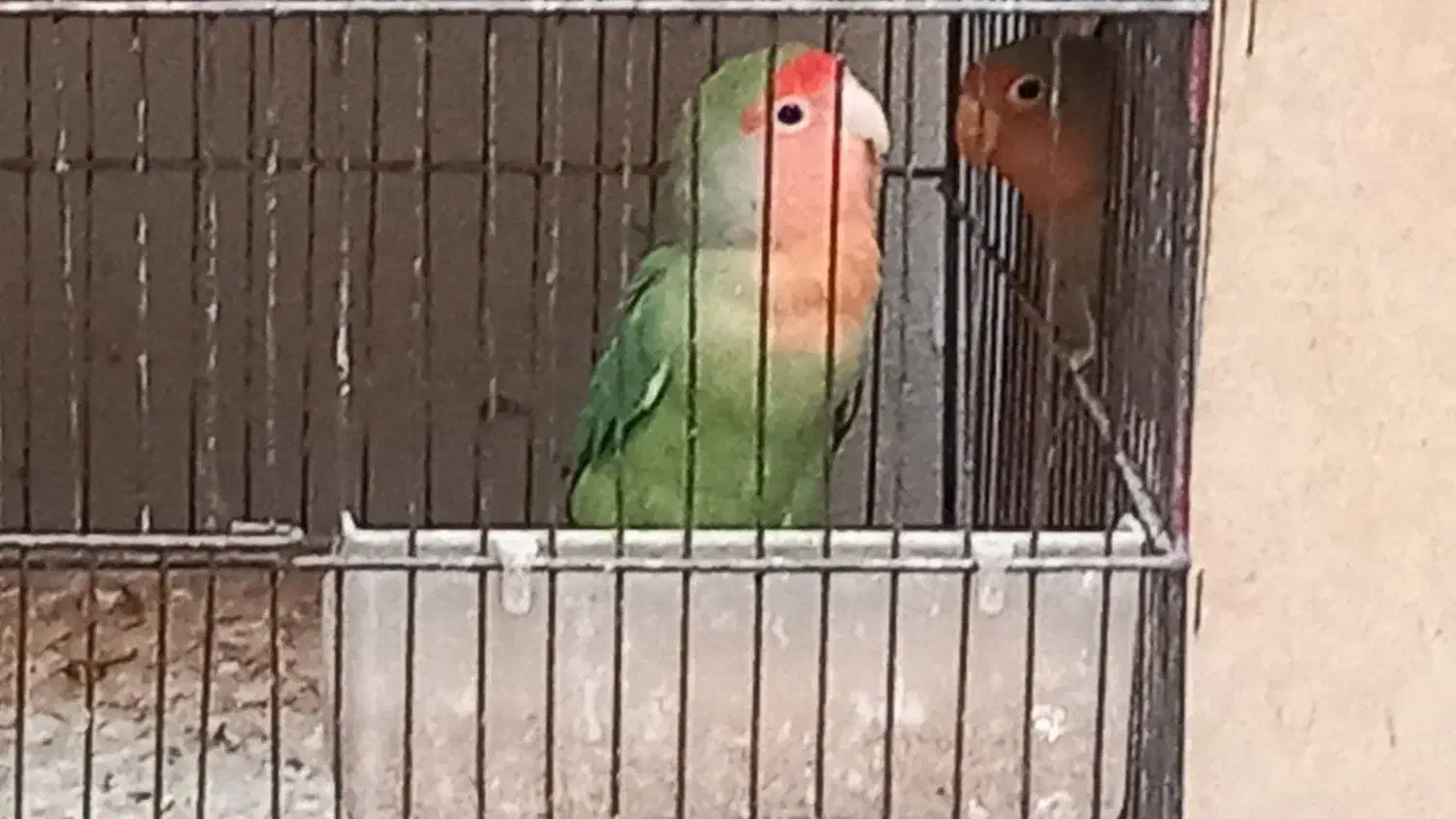 کوتوله|پرنده|میبد, |دیوار