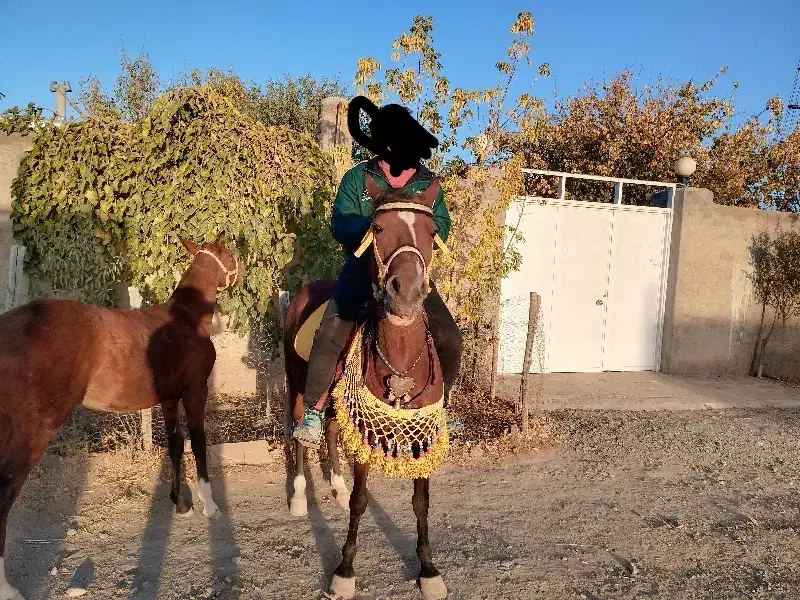 اسب|اسب و تجهیزات اسب‌سواری|درگزین, |دیوار