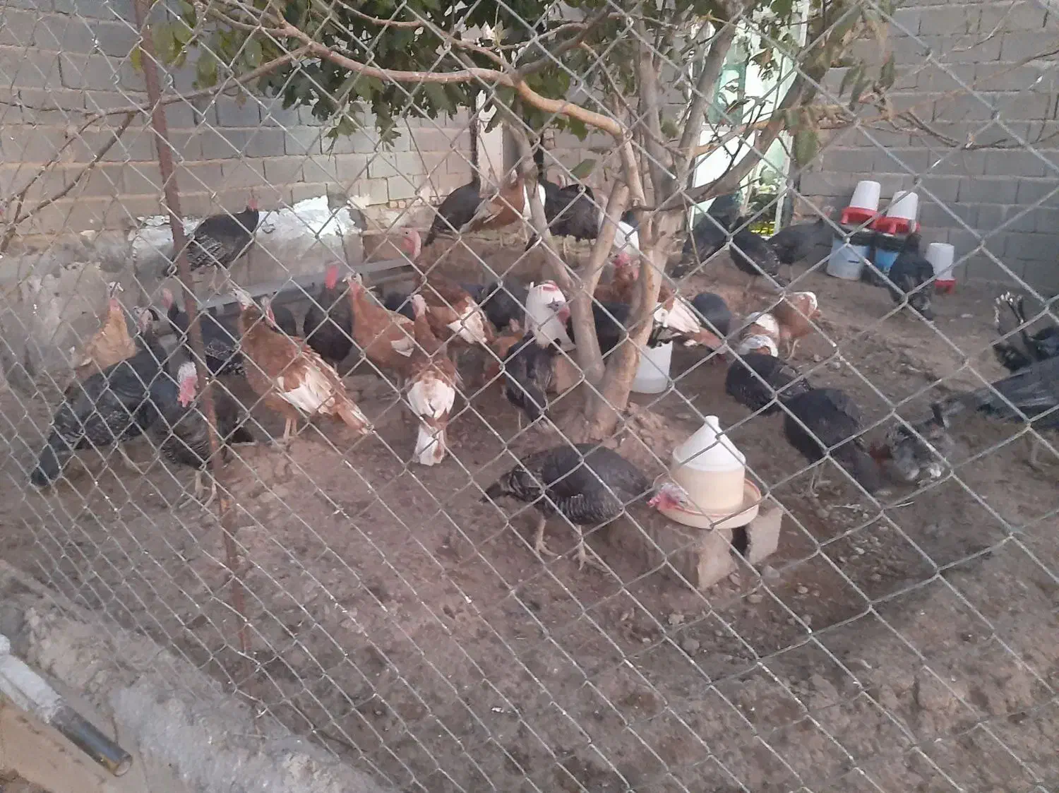 بوقلمون ماده|حیوانات مزرعه|شاهین دژ, |دیوار