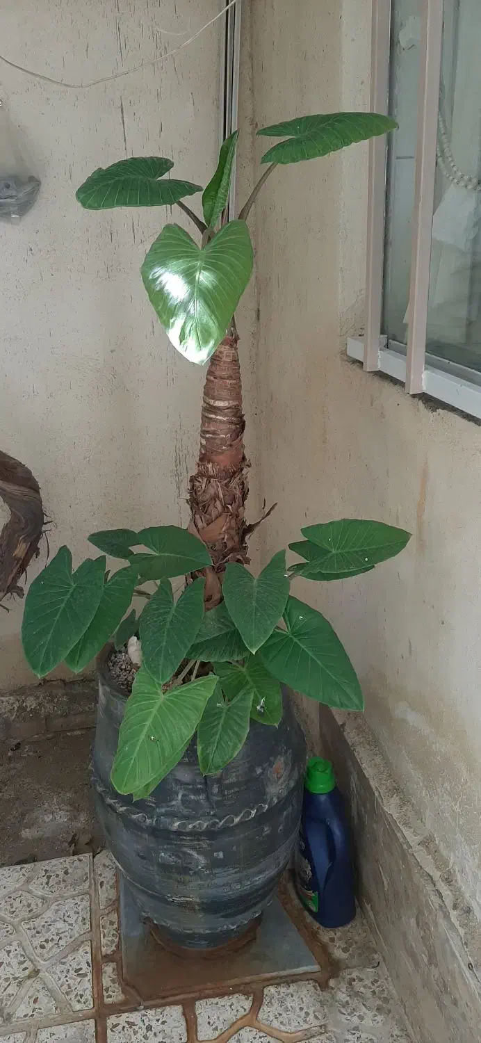 گل باباآدم سرحال|گل و گیاه طبیعی|پاکدشت, پاکدشت (مامازند)|دیوار