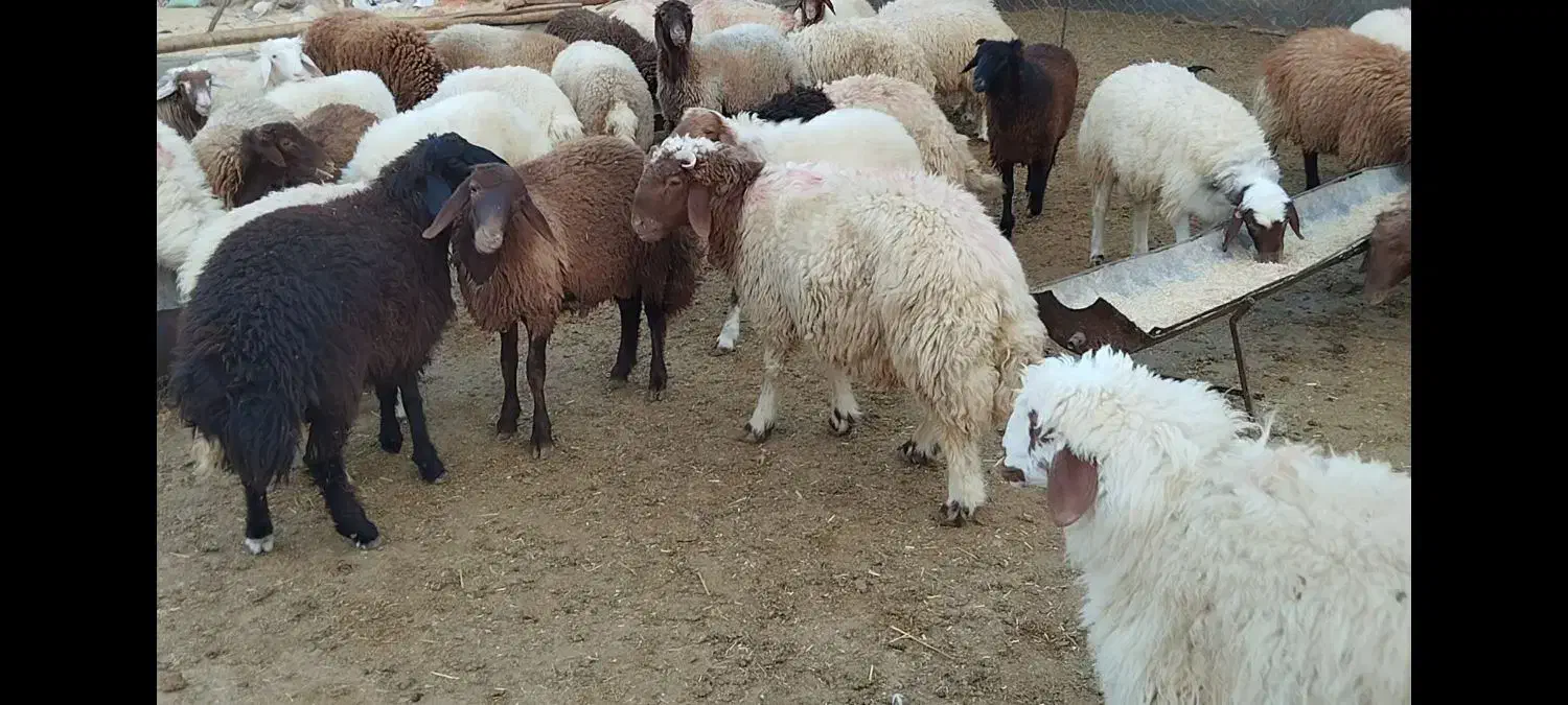 فروش بره پرواری|حیوانات مزرعه|دره شهر, |دیوار