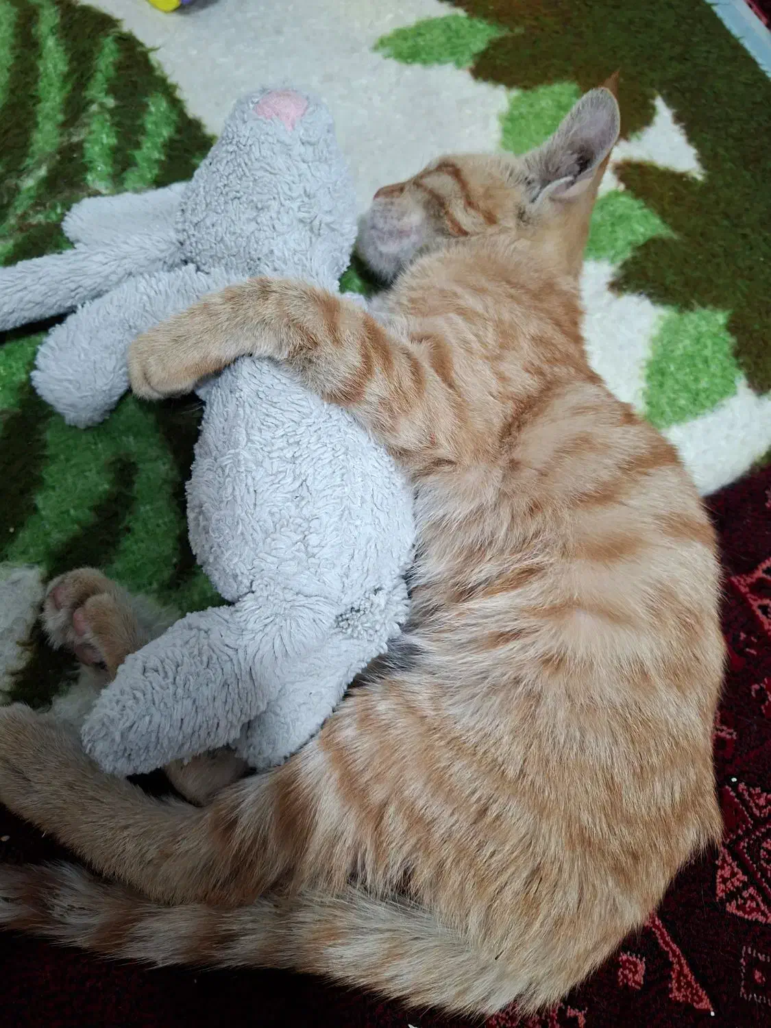 گربه نارنجی ماده سه ماهه|گربه|فردیس, شهرک ناز|دیوار