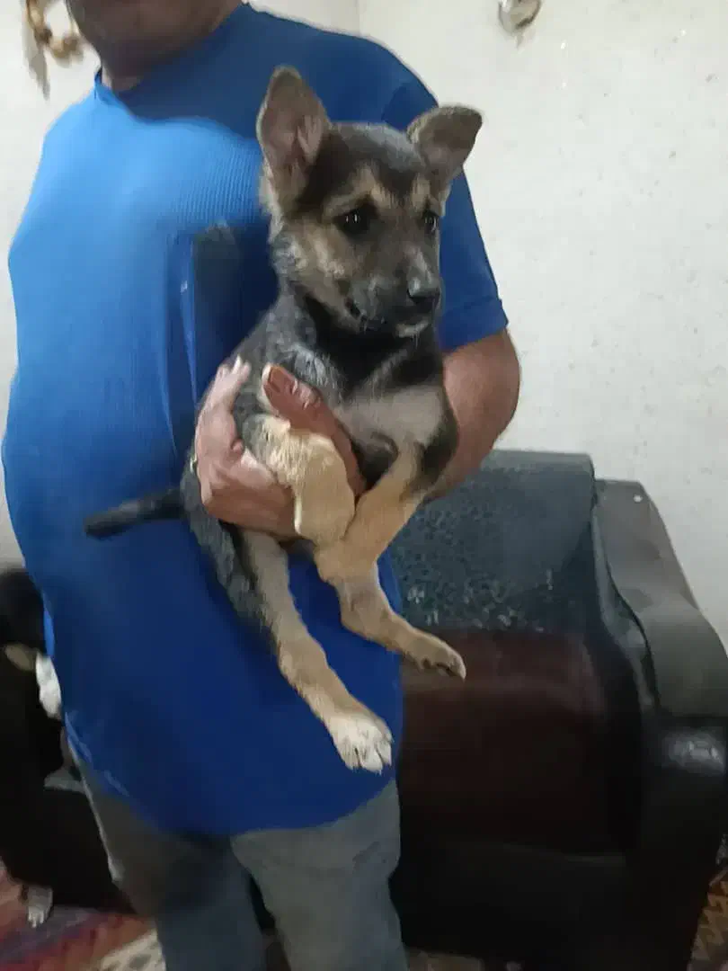 ژرمن توله|سگ|هشتگرد, قاسم آباد بزرگ|دیوار