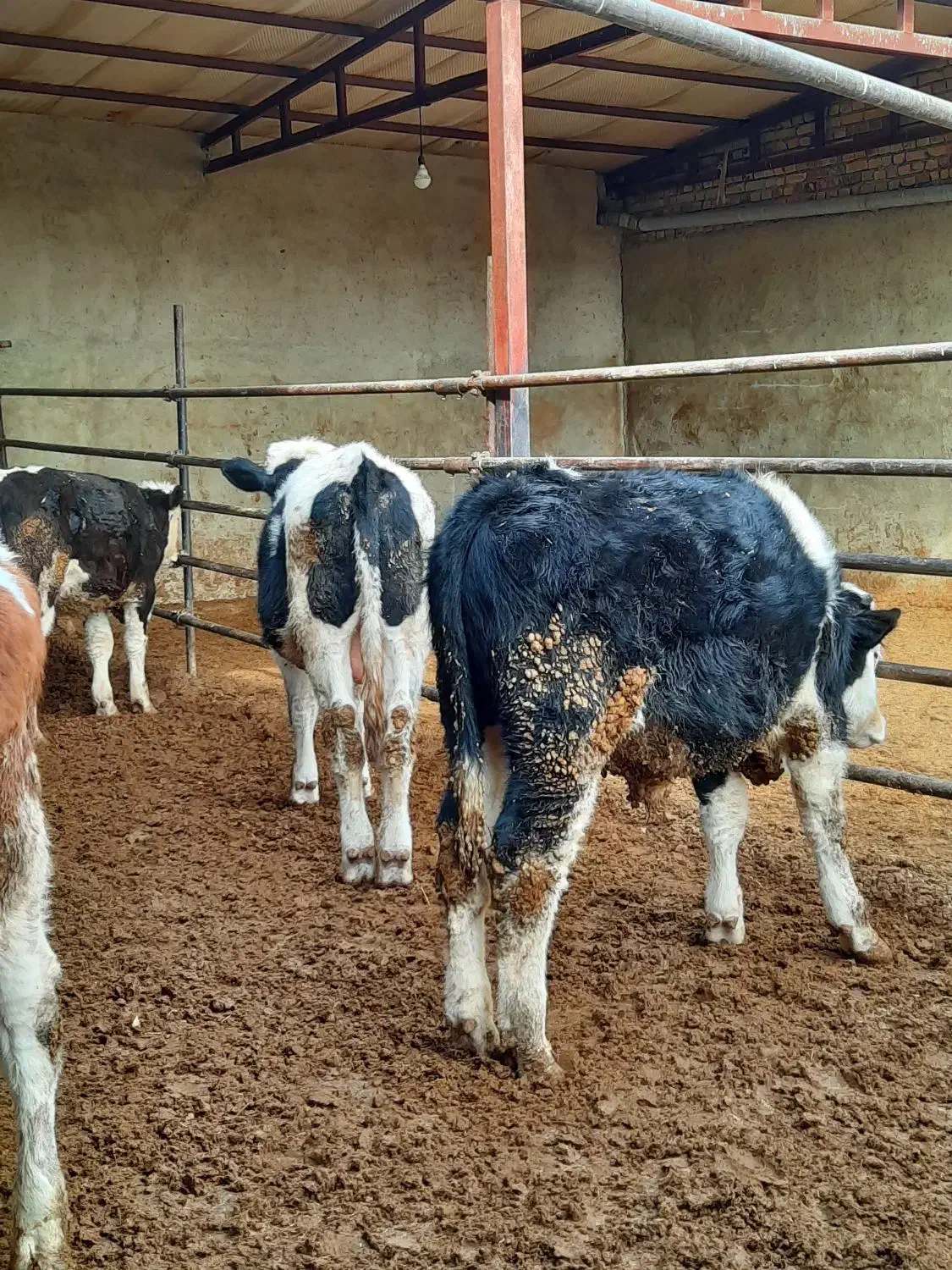 گوساله سیمینتال نر گاو|حیوانات مزرعه|لالجین, |دیوار