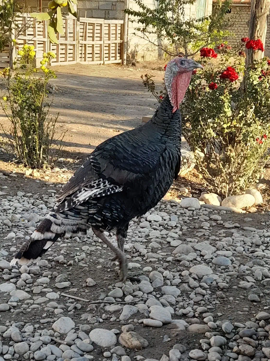 یک جفت بوقلمون|حیوانات مزرعه|گنبد کاووس, |دیوار