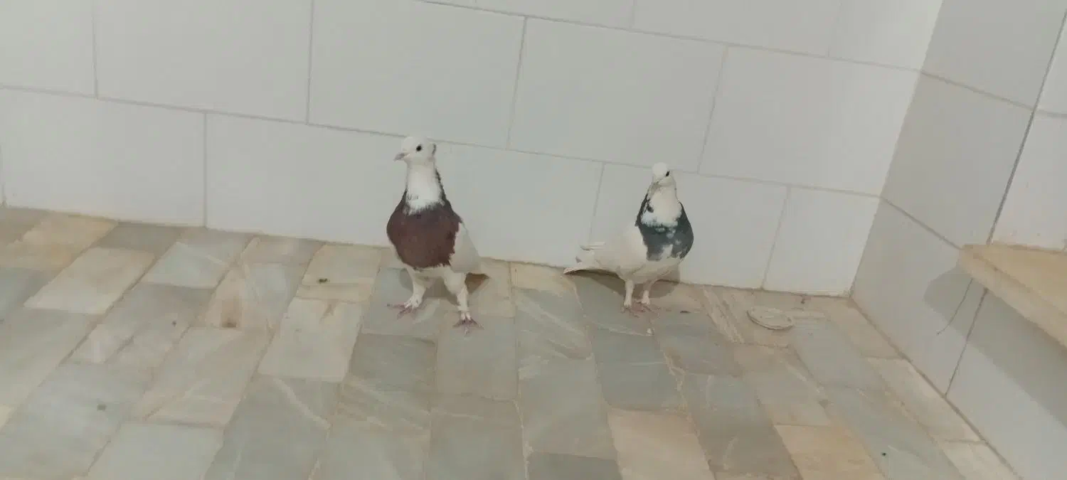 طوقی|پرنده|اشکذر, |دیوار