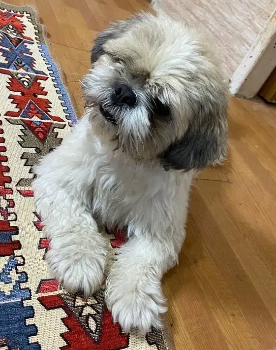 سگ gom shode|سگ|شیراز, چوگیاه‎|دیوار