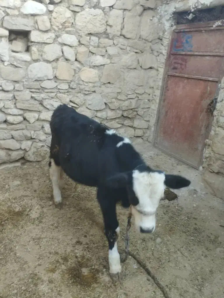 گوساله|حیوانات مزرعه|دهدشت, |دیوار