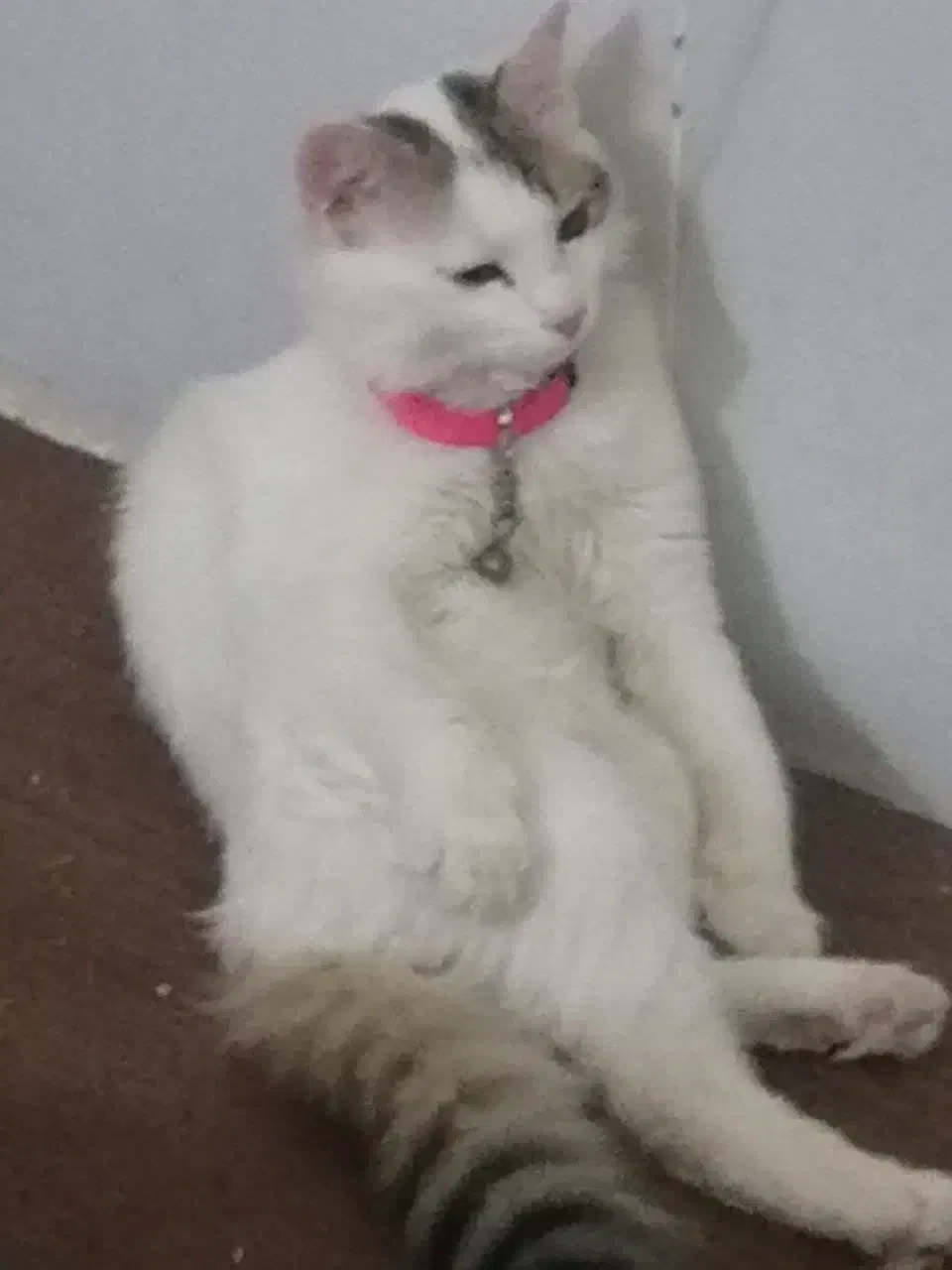 گربه|گربه|شیراز, شهرک بهار|دیوار