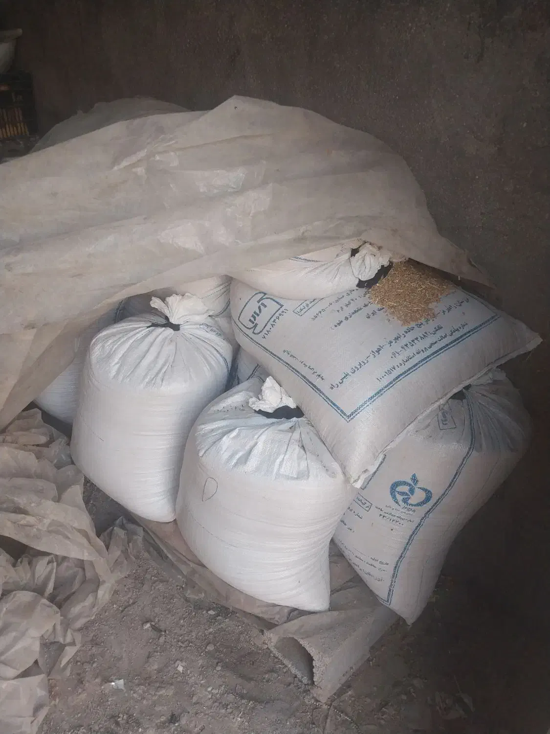 فروش گندم|گل و گیاه طبیعی|رامشیر, |دیوار