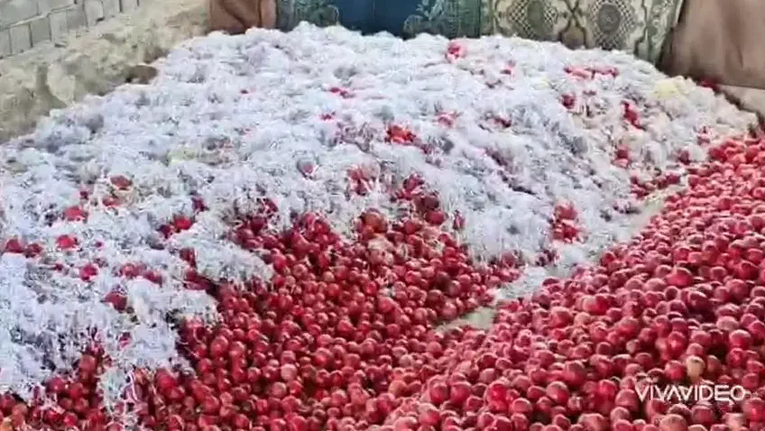 انار ساوه|عمدهفروشی|قاهان, |دیوار