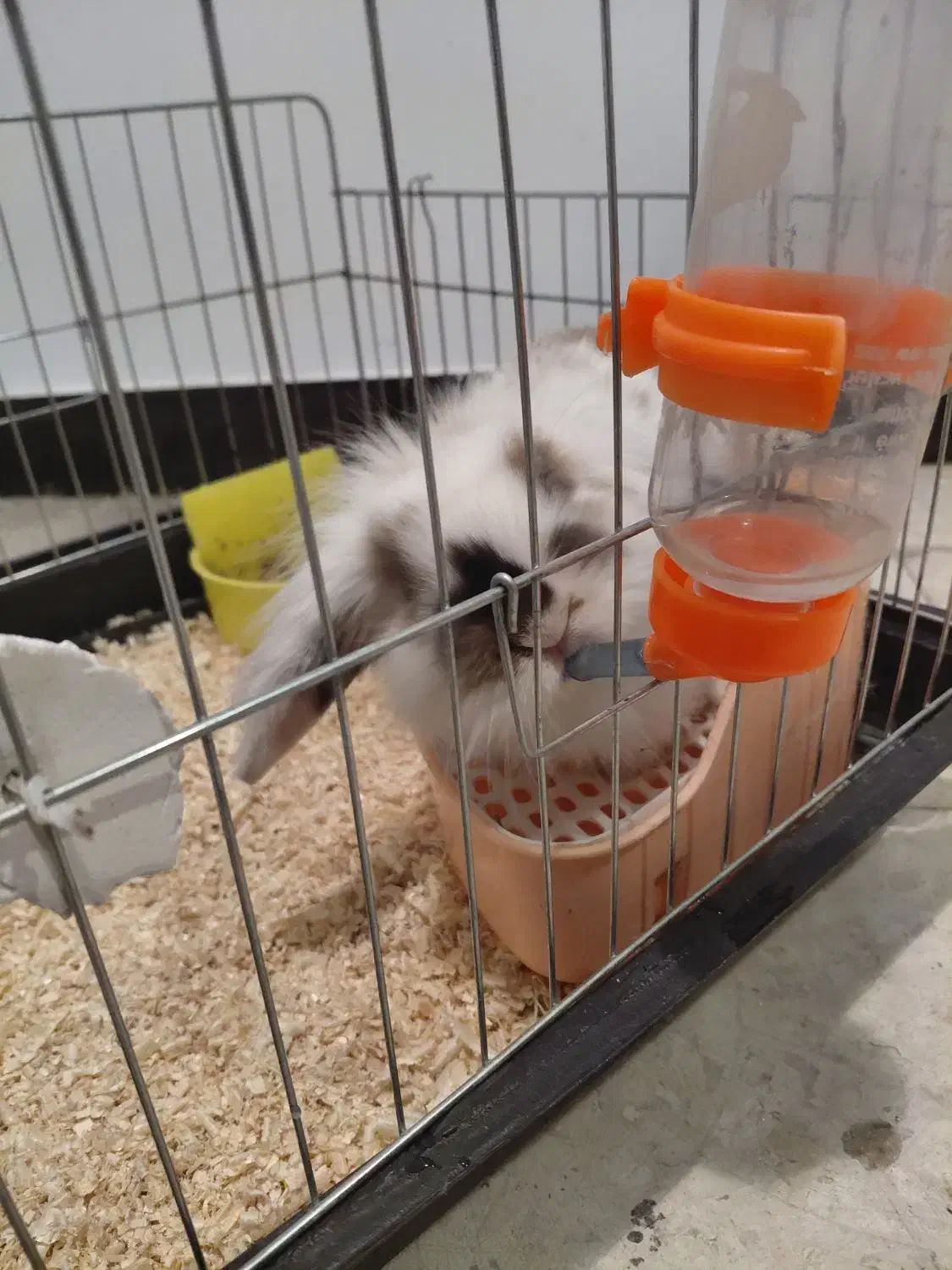 خرگوس نژاد لوپ|موش و خرگوش|تهران, قصر فیروزه ۱|دیوار