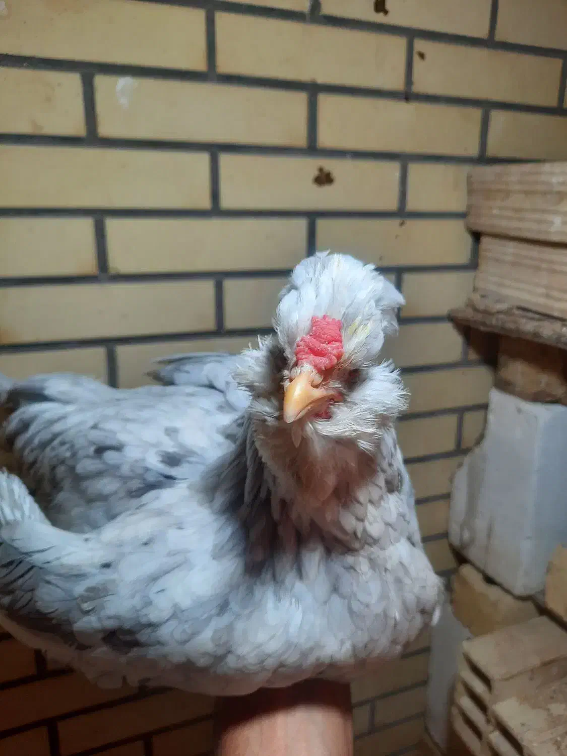 مرغ گلین طوسی اصل اصل|حیوانات مزرعه|رفسنجان, |دیوار