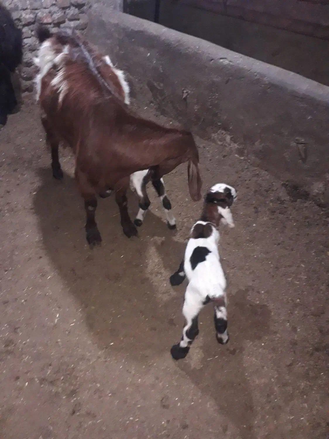 بز و بزغاله نروماده|حیوانات مزرعه|گنبد کاووس, |دیوار