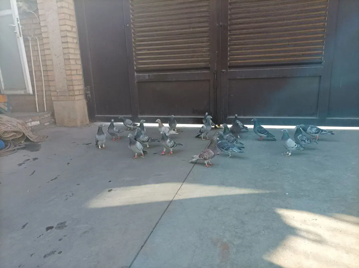 کفتر پلاکی آلمانی|حیوانات|قیامدشت - خاورشهر, |دیوار