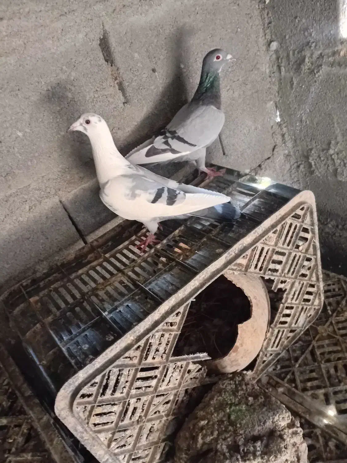 پلاکی|پرنده|کهنوج, |دیوار