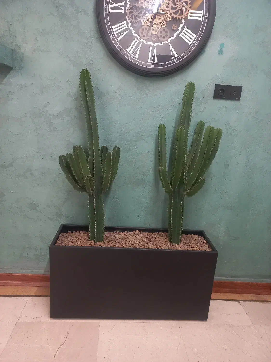 کاکتوس با قد بالای ۱ متر|گل و گیاه طبیعی|تهران, محمودیه|دیوار